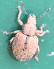 Strophosoma melanogrammum